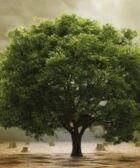 como hacer crecer un arbol en hay day