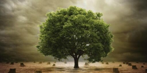 como hacer crecer un arbol en hay day